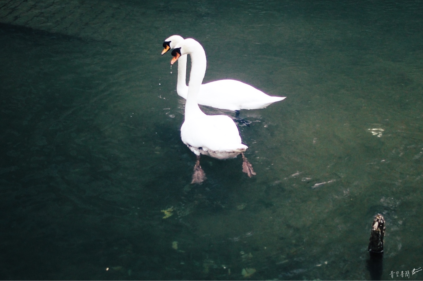 倉敷川の白鳥